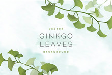 Ginkgo Leaf Background