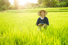 Lifestyle Of Young Asia Farmer In Thai Tradition Custome Smiling With Happy Face In The Middle Of Organic Rice Farm.