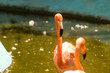 flamingos en un dia soleado