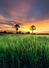 Beautiful view of rice field with sugar palm tree in background during sunset in Thailand