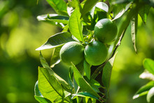 Lime Fruits On The Tree