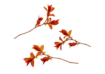 purple leaves. red-orange leaves.