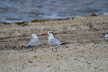 Aves en la orilla