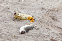 Seals Sleeping At The Beach Near San Simeon