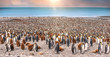 Wide view of large colony of adult and juvenile king penguins on the beach at St. Andrew's Bay, South Georgia Island, during breeding season. Sunlight and bokeh.