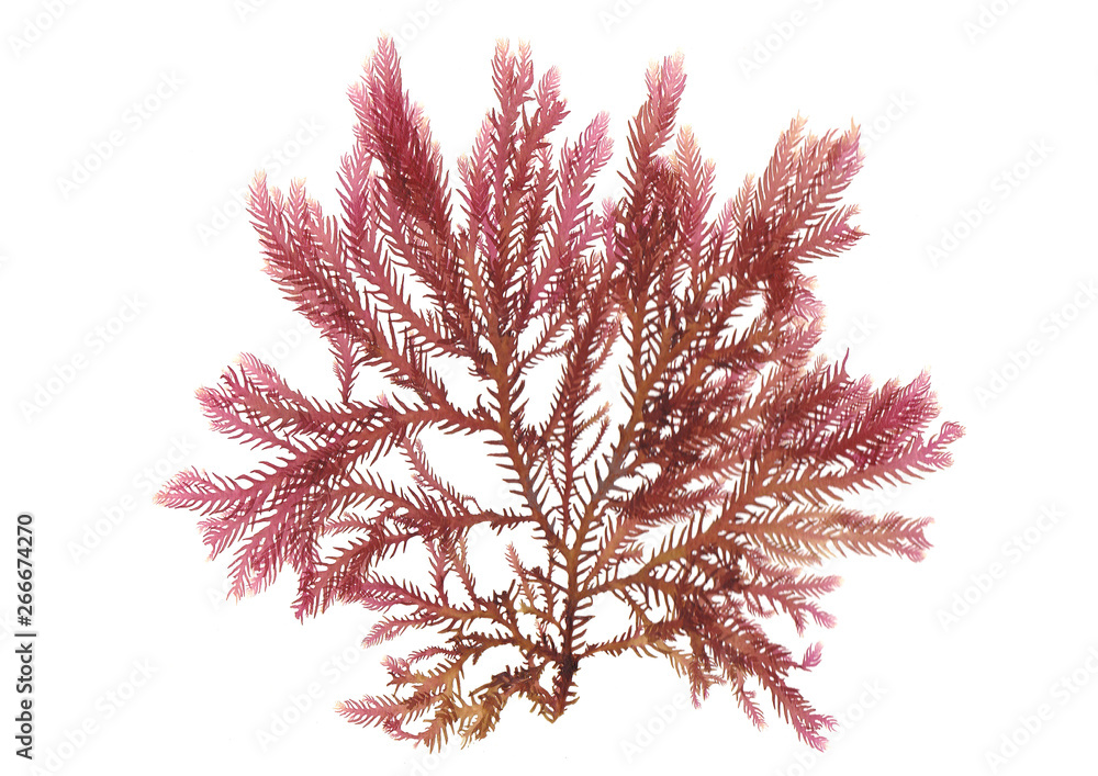 Pressed beautiful red rhodophyta seaweed  - obrazy, fototapety, plakaty 