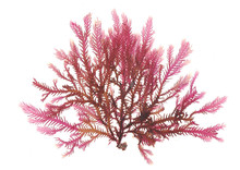 Pressed Beautiful Red Rhodophyta Seaweed 