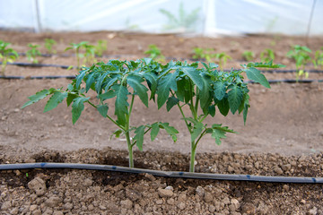 greenhouse with organic tomato plants and drip irrigation system - selective focus