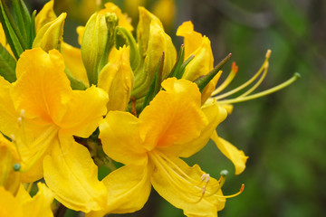 Beautiful spring flowers on rhododendron