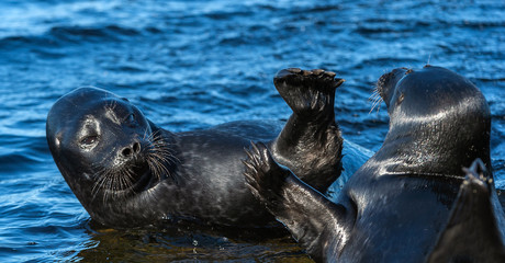Fighting Ladoga ringed seals. Blue water background. Scientific name: Pusa hispida ladogensis. The Ladoga seal in a natural habitat. Ladoga Lake. Russia