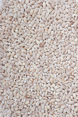 Sticker - Heap of pearl barley grains