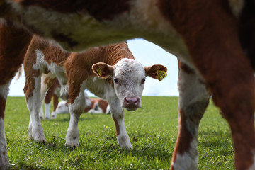 cow and calf in field