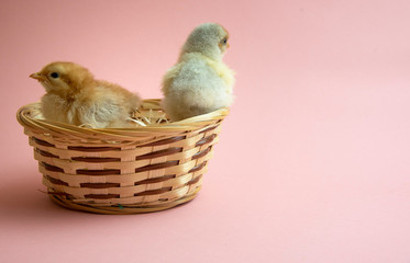 Cute yellow chicken with easter nest or basket with pink background