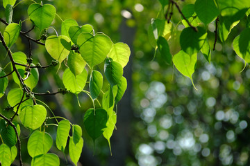 Wall Mural - bodhi leaf of tree in garden with bokeh of light sunny