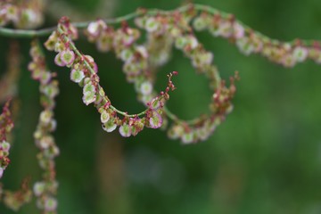 Canvas Print - Rumex acetosa flowers (Common sorrel)