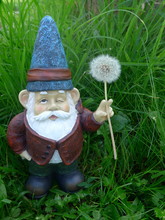 Funny Little Garden Gnome With Shovel At Gardening Between A Lot Of Dandelion Plants. Latin Name: Taraxacum (not Copyrighted)