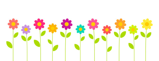Wall Mural - colorful summer flowers growing in the garden on white background