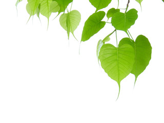 green bodhi leaf on white background