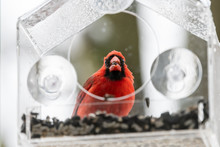 Close Up Of Funny Male Red Northern Cardinal, Cardinalis, Bird Perched On Plastic Glass Window Feeder In Virginia With Snow Flakes Falling Eating Sunflower Seeds