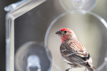 Closeup Of Red Male House Or Purple Finch Bird Perched On Window Feeder Perch Looking Back On Sunny Day In Virginia