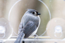 One Tufted Titmouse Macro Closeup Perched On Plastic Window Bird Feeder Looking Back With Suction Cups, Sunflower Seeds In Virginia