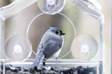 One Tufted Titmouse Closeup Perched On Plastic Window Bird Feeder Looking Back With Suction Cups, Sunflower Seeds In Virginia