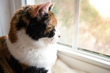 Closeup Side Profile Of One Cute Calico Cat Lying Down By Windowsill Indoors Of House Home Room Looking Out Through Window