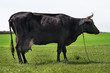 Close up of a black cow standing sideways and looking straight.