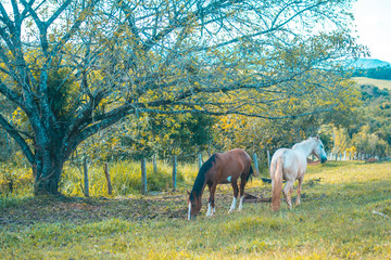 Couple of horses on green field