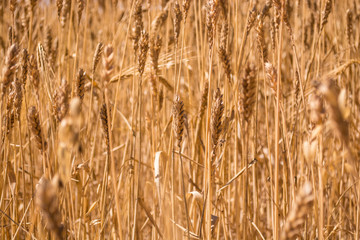 Wheat golden field. Yellow natural crop pattern or texture, with soft light