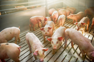 pigs on a farm