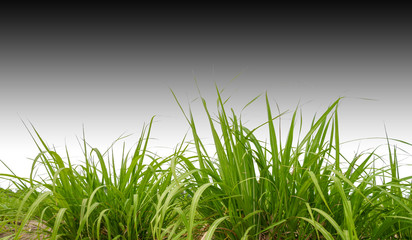 Aufkleber - sugar cane field with clipping path, sugar leaves on white background with clipping path