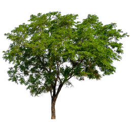 Poster - single tree with clipping path