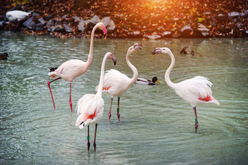 Wall Mural - Beautiful Flamingo in the lake