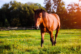 Fototapeta Konie - Portrait of beautiful horse in summer