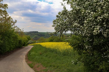 Wall Mural - Spring landscape with flowering trees and fields