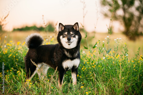 Funny Black And Tan Shiba Inu Dog Outdoor In Grass Kaufen