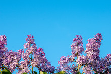 Spring Blossoms Lilac Against The Blue Sky