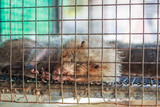 Fototapeta Zwierzęta - Giant rat, Phuket Province Thailand