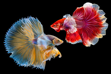 Wall Mural - The moving moment beautiful of yellow and red half moon siamese betta fish or dumbo betta splendens fighting fish in thailand on isolated black background. Thailand called Pla-kad or big ear fish.