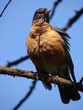 Birds American Robin