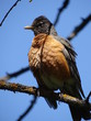 Birds American Robin