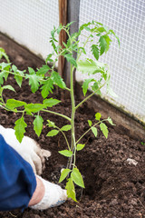 Planting tomato seedlings in closed ground