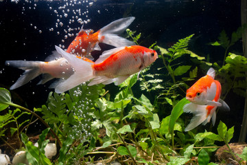 Koi fish Gold background of aquatic plants