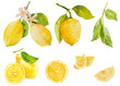 Watercolor lemon set on white background