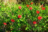 Fototapeta Kuchnia - Red hibiscus flower in bloom