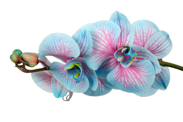 Pink & blue Phalaenopsis Orchid