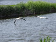 Birds White pelican