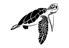 Graphic Sea Turtle,vector Illustration Of Sea Turtle