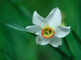 Wall Mural -  beautiful blooming white flower narcissus on a blurred green background with a drop of dew on a petal